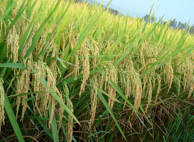 四部门为农业保险高质量发展定目标