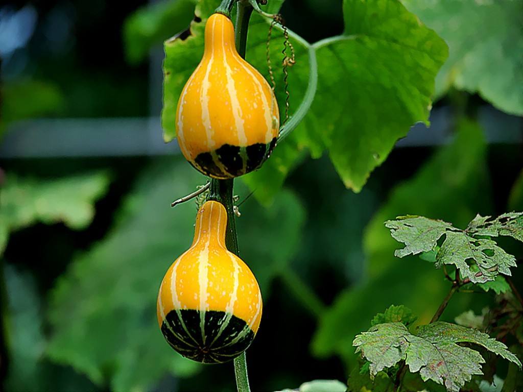 作物长势监测01