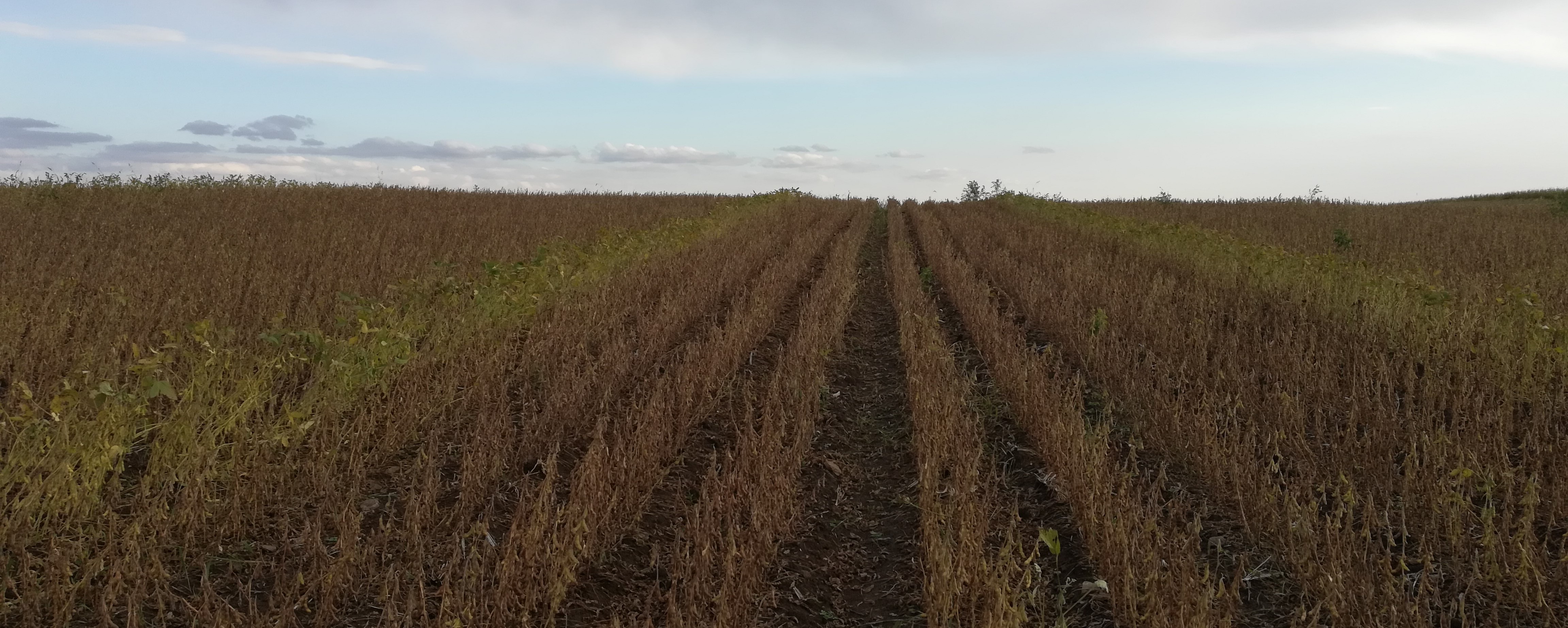 作物长势监测04